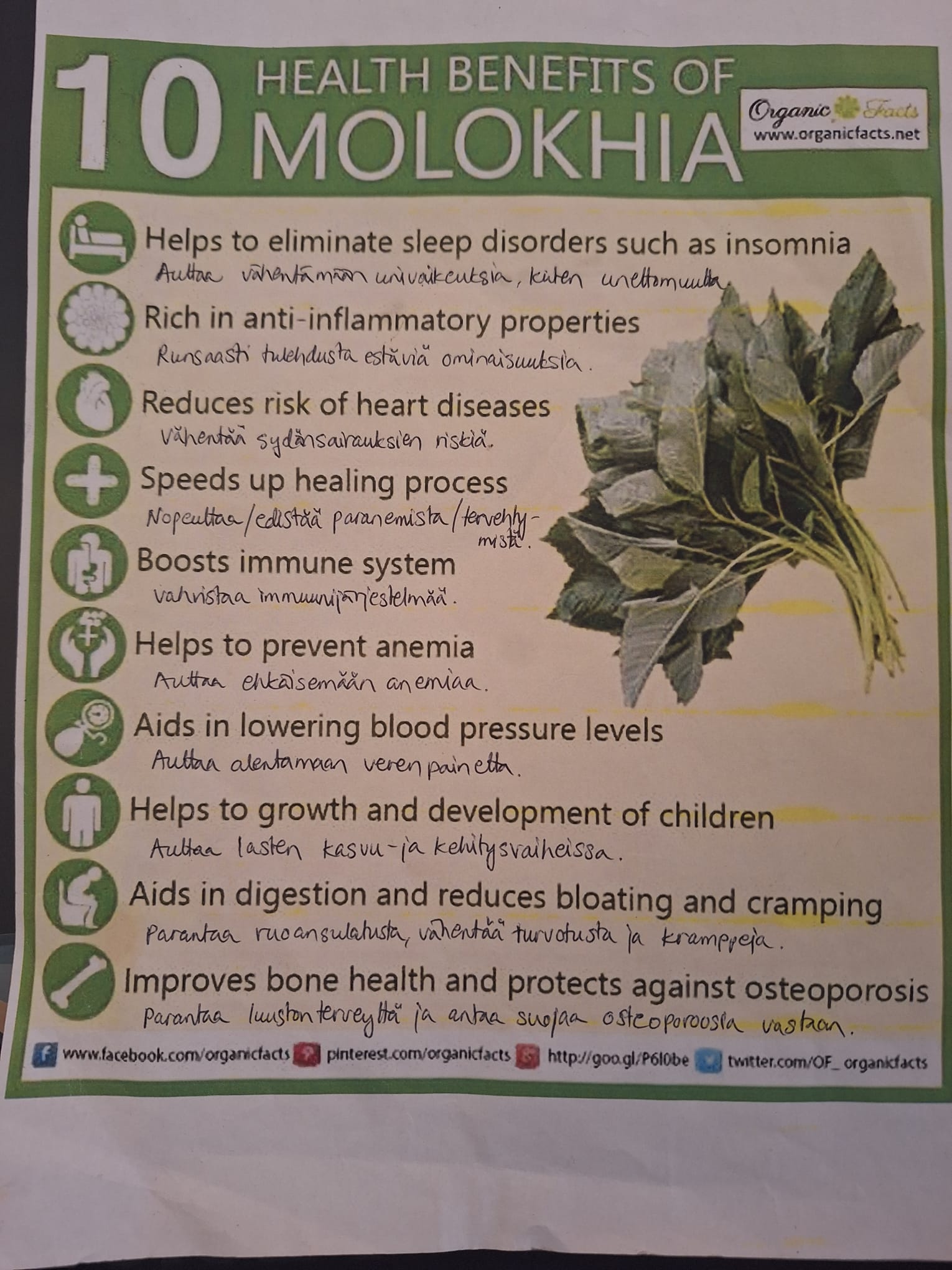 Molokhia: Egyptin ”Vihreä Kulta” ja Terveyden Lähde